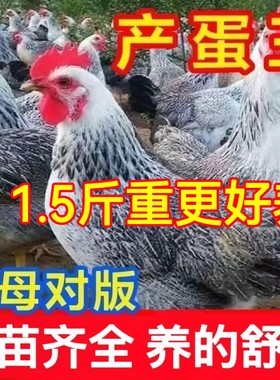 鸡活苗纯种白芦花鸡活苗彩凤鸡稻花鸡苗鹊山鸡活苗半大脱温鸡包活