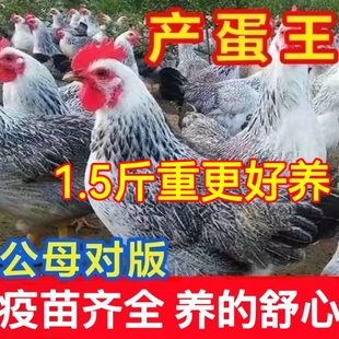 鸡活苗纯种白芦花鸡活苗彩凤鸡稻花鸡苗鹊山鸡活苗半大脱温鸡包活