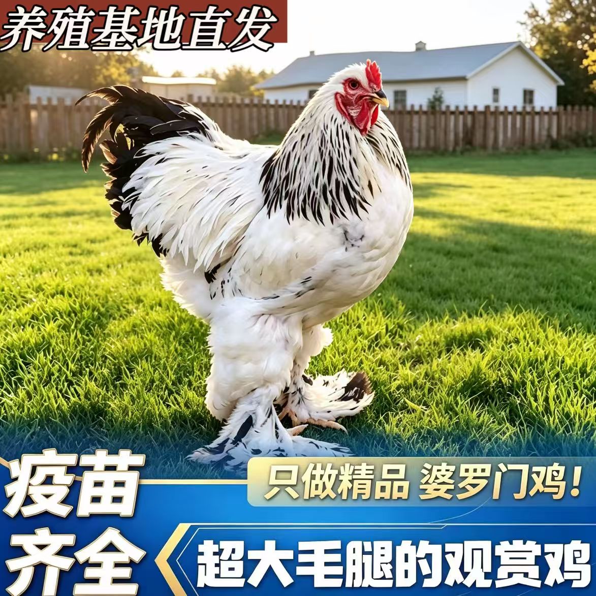 半斤婆罗门鸡活苗正宗巨型脱温特大种梵天鸡活苗进口观赏鸡宠物鸡