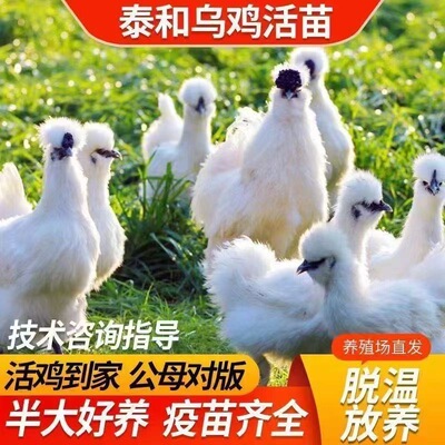 白凤乌鸡活苗泰和乌鸡半大脱温