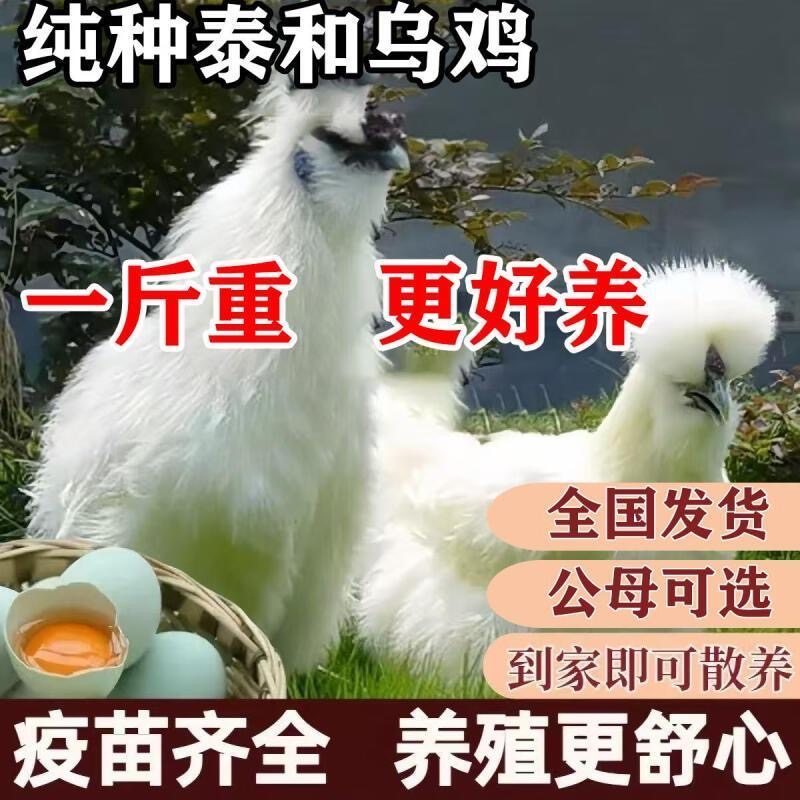 纯种半斤一斤左右乌鸡苗乌鸡活苗乌骨鸡活苗白凤泰和乌鸡脱温鸡,农用物资,动物种苗,淘宝优惠券,粉丝福利购,淘宝优惠卷