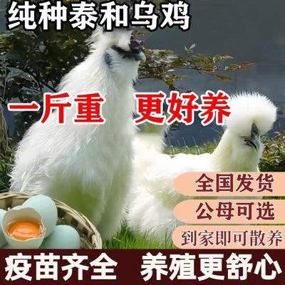 纯种半斤一斤左右乌鸡苗乌鸡活苗乌骨鸡活苗白凤泰和乌鸡脱温鸡