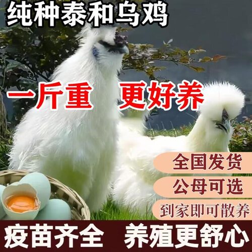 纯种半斤一斤左右乌鸡苗乌鸡活苗乌骨鸡活苗白凤泰和乌鸡脱温鸡