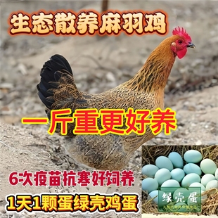 2斤正宗麻羽土鸡活苗脱温鸡苗纯种麻羽绿壳蛋鸡小鸡苗散养土鸡苗