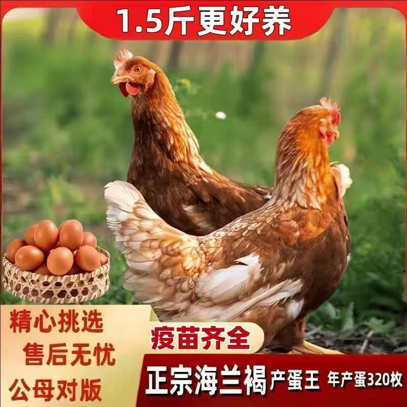1.5斤青年鸡海兰褐鸡活苗海兰灰鸡活苗小鸡活苗土鸡产蛋王鸡活苗