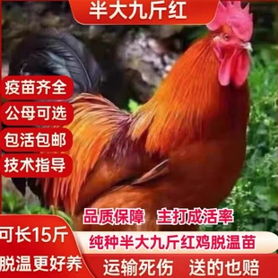 正宗2斤九斤红公鸡活苗红玉公鸡活鸡土鸡苗大公鸡活苗包活到家