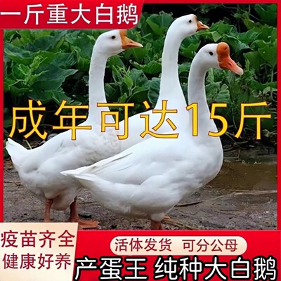 一斤鹅活苗产蛋王百子鹅苗