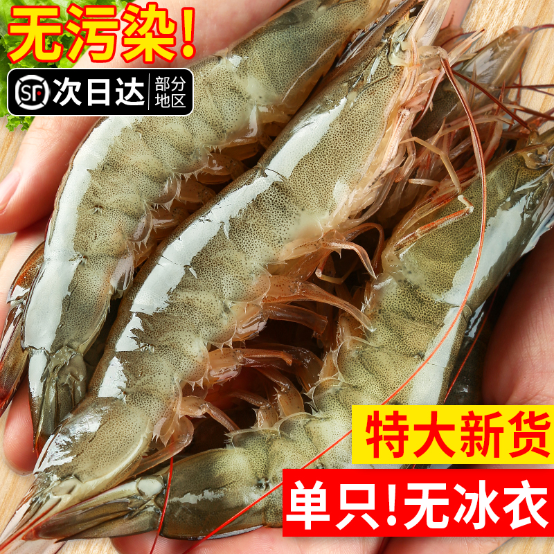 超大！8斤青岛大虾【顺丰包邮】