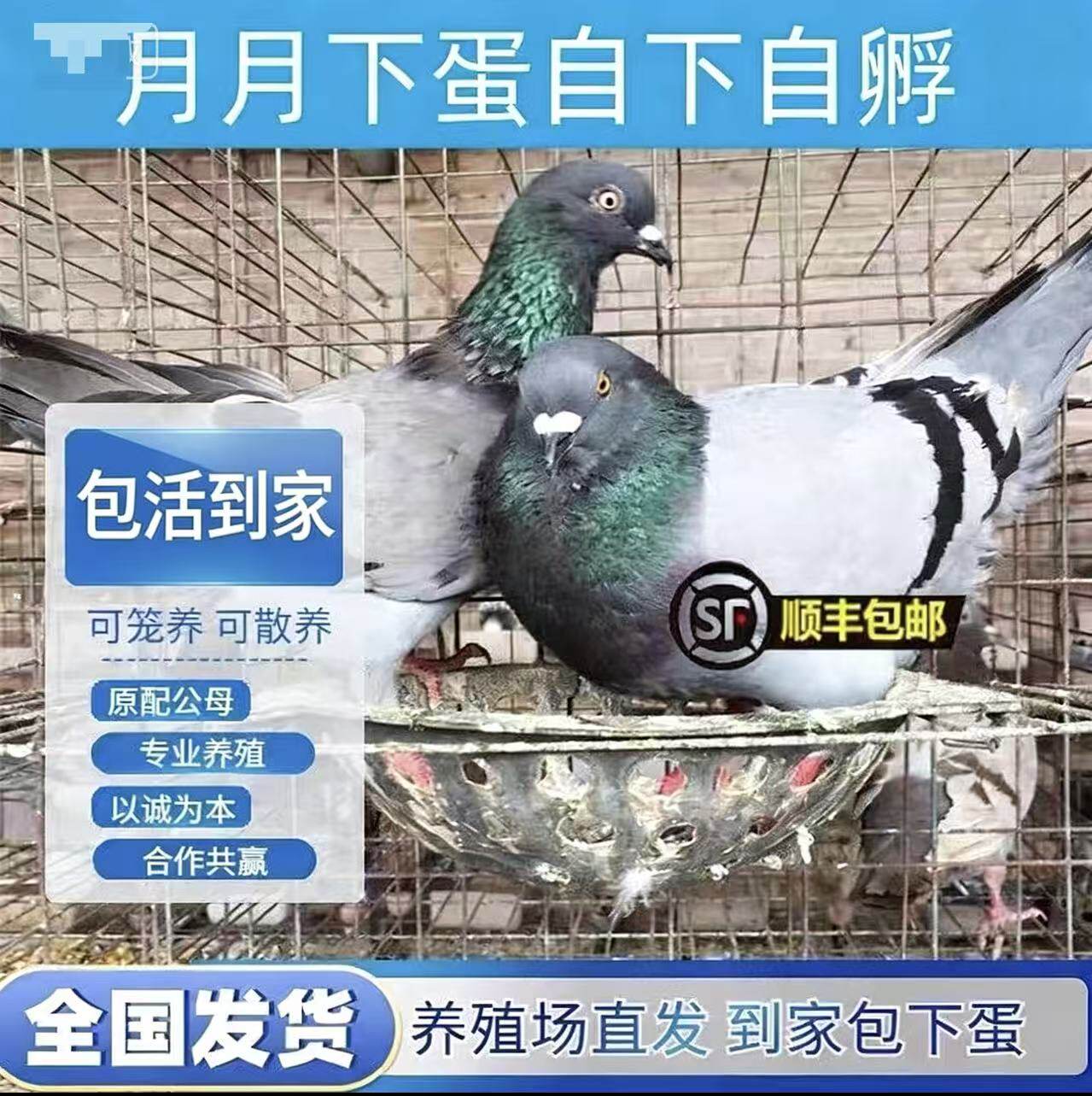 纯种落地王鸽子活一对种鸽正宗元宝鸽下蛋繁殖观赏鸽信鸽肉鸽鸟类