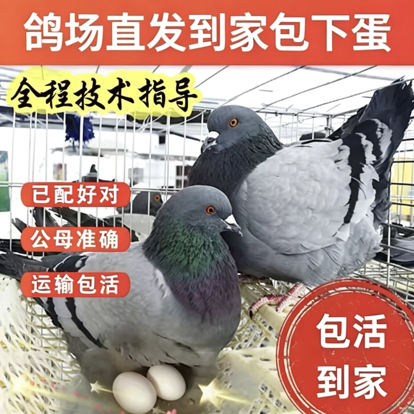 纯种落地鸽子观赏鸽信鸽肉鸽元宝
