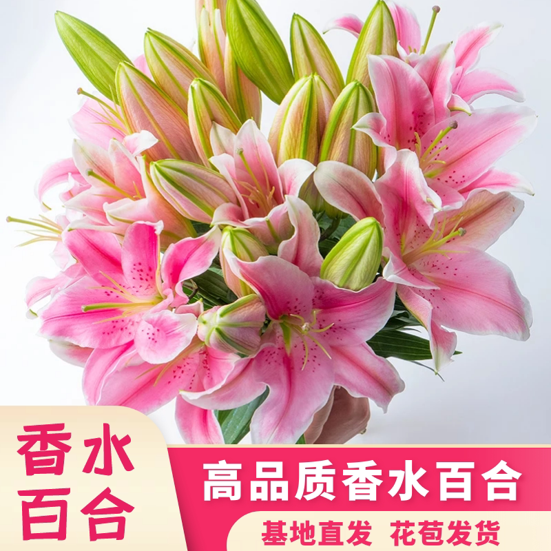 【粉百合】香水百合鲜花花束云南昆明基地直发速递同城家用花水养