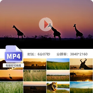 高清非洲草原动物风景合集野特写食肉夕阳黄昏生态链视频素材