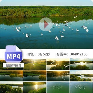 高清航拍白鹭群飞翔翠绿湖面宽阔如镜暖阳映照光影斑驳视频素材