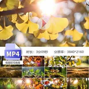 高清47组森林热带雨林光影清晨朝阳雾气光树影植物生态宣视频素材