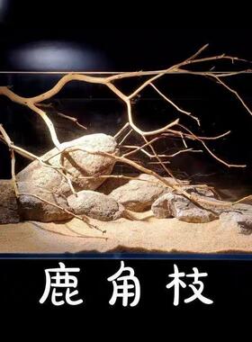。鹿角枝杜鹃枝沉木原生南美鱼缸造景枯木软装天然树枝插花壁挂摆