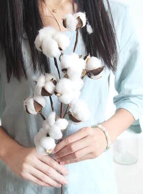天然新疆棉花干花真花道具婚庆居家装饰摆设木棉花干枝假花束摆件