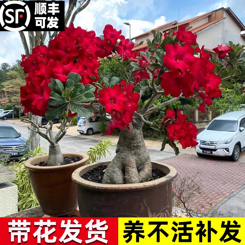 重瓣沙漠玫瑰花苗盆栽四季花卉绿植物老桩阳台小盆景室内开花不断