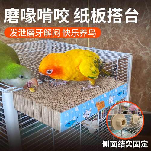 鹦鹉磨嘴磨爪发泄啃咬千层板