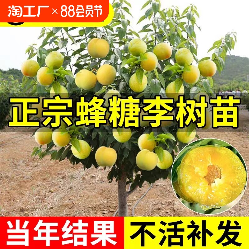 蜂糖李子树苗嫁接特大脱骨青脆果种庭院黄金正宗三华结果果树脆李