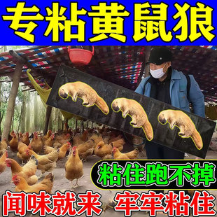 黄鼠狼专用板养鸡防黄鼠狼神器养殖场强力粘鼠魔毯驱黄鼠狼克星