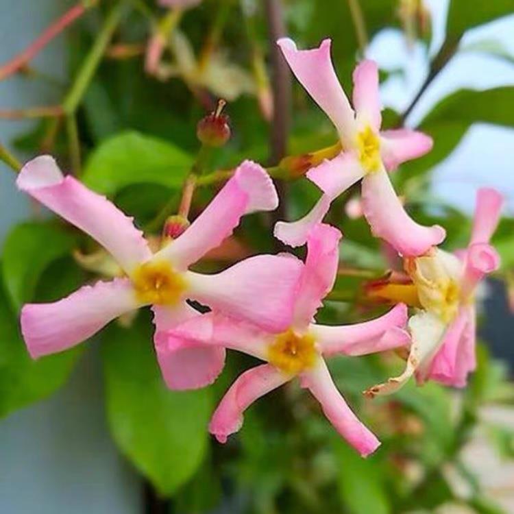 意大利络石风车茉莉爬藤耐热耐寒开花浓香藤本植物常绿