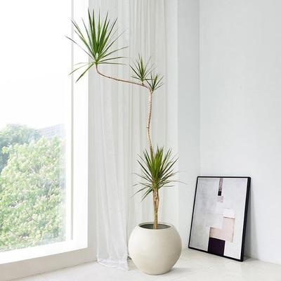 青叶千年木室内大型盆栽客厅绿植龙血树老桩植物网红餐厅落地造型