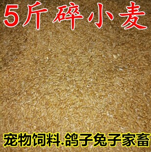 小麦粒猪鸟饲料杂粮养鸡喂鸭鹅鸽子兔子宠物鼠类打窝钓鱼5斤包邮