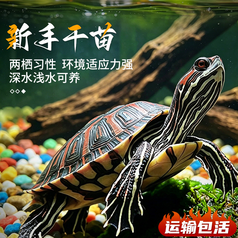 中华草龟小乌龟活体巴西幼苗龟宠物水龟金线龟活物龟墨龟草龟苗花