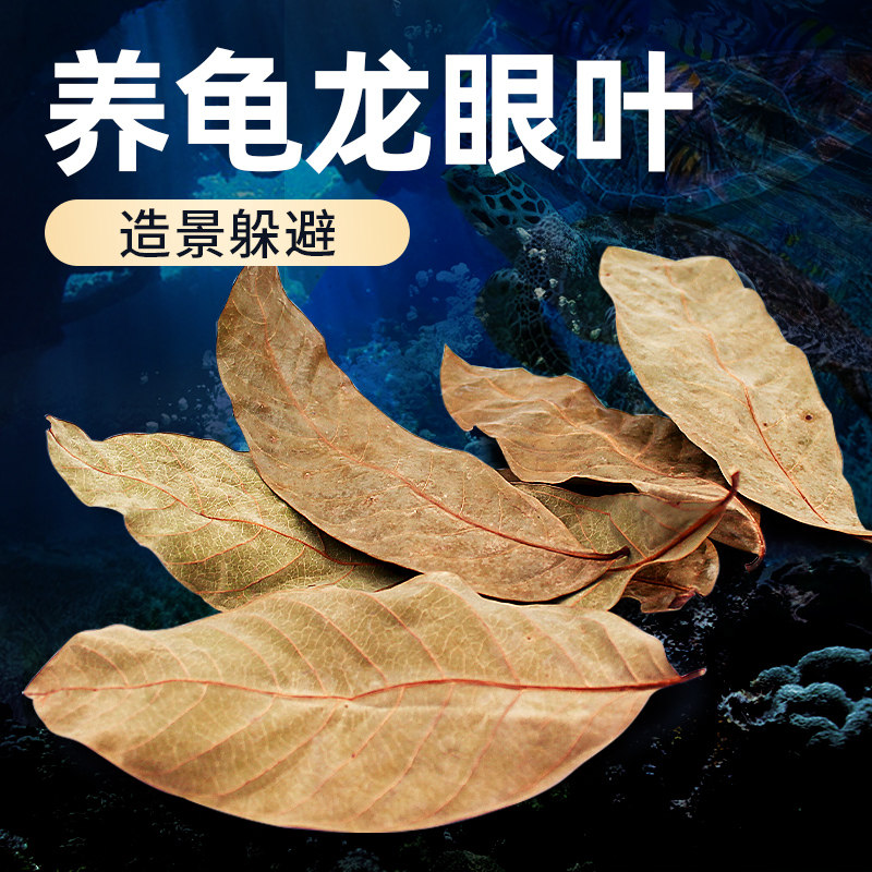 调节水质躲避造景免洗免煮龙眼叶图片