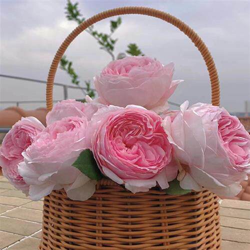美咲月季花苗阳台庭院盆栽花卉多季开花灌木观花花卉浓香勤花抗病