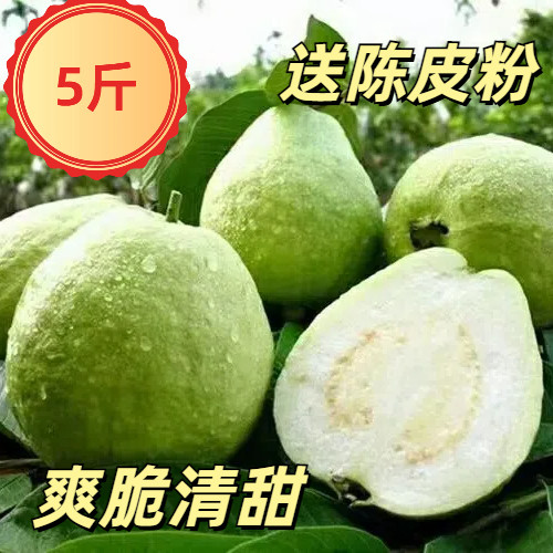 【白肉番石榴】广东高州芭乐白心新鲜水果大爽脆清甜送陈皮粉茂名