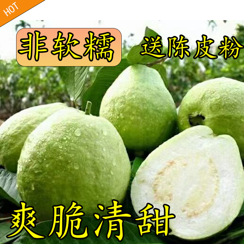 【白心芭乐】广东本地白肉番石榴新鲜大果爽脆清甜送陈皮粉广西