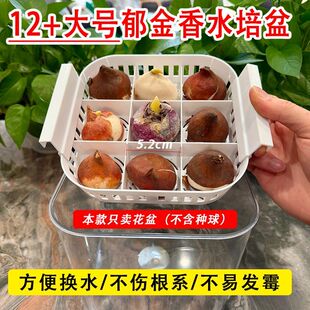 郁金香水培花盆白色塑料种球定植篮简约植物花卉专用花瓶不伤根系