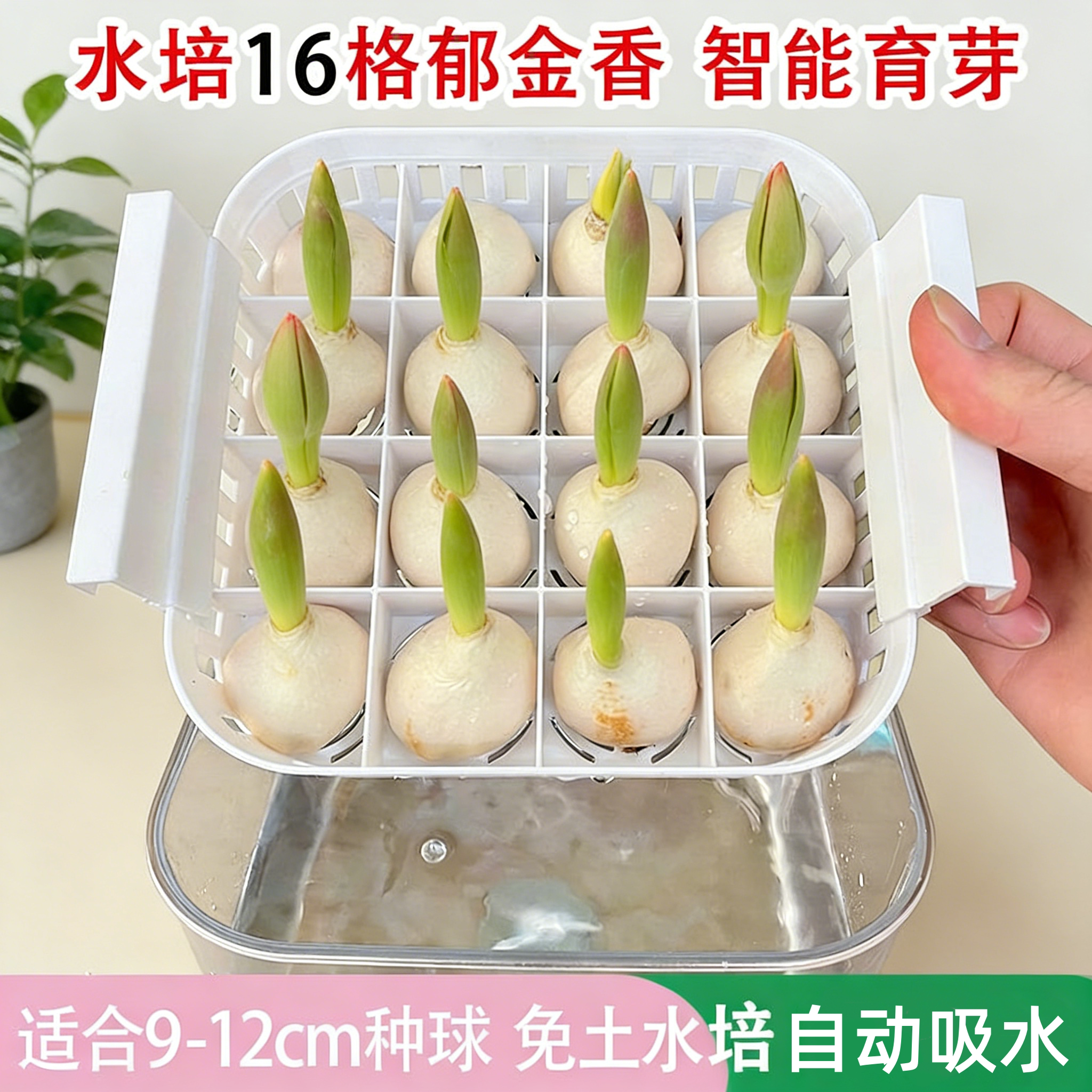 四球水仙郁金香水培花盆风信子种植盒透明可视定植篮简约植物花盆