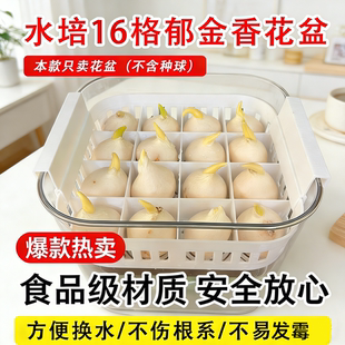 郁金香水培花盆方便换水定植蓝风信子固定器四季种球花瓶不伤根系