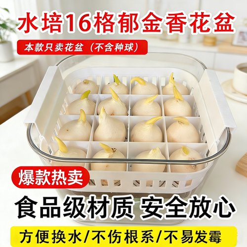 四球水仙郁金香水培花盆懒人花瓶