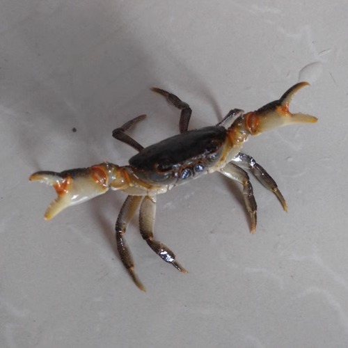 野生活体小螃蟹淡水河蟹华溪蟹山溪蟹水族宠物原生冷水观赏蟹药用