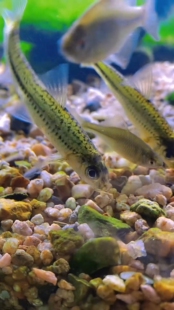 点纹银鮈鱼细斑点银鮈中层群游原生冷水鱼溪流观赏鱼底栖鱼清道夫