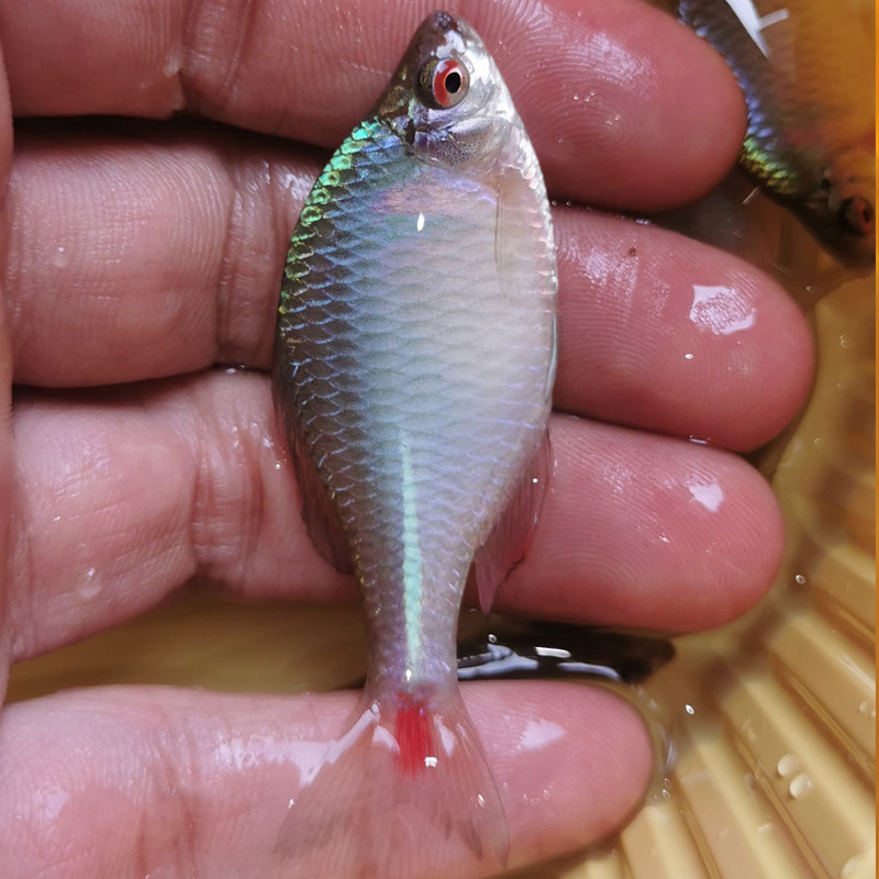 高体鳑鲏鱼七彩旁皮除藻草缸原生淡冷水鱼活体好养小型群游观赏鱼