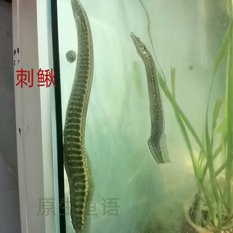 中华刺鳅 刀鳅 淡水观赏鱼原生野采沙鳅鲜活风水冷水鱼溪流鱼活体