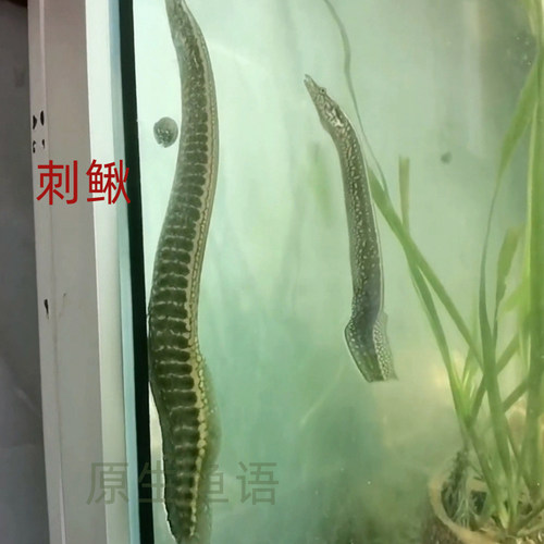 中华刺鳅刀鳅淡水观赏鱼