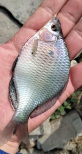 大鳍鱊高背高帆白边旁皮淡水冷水鱼吃藻原生观赏鱼特大号鳑鲏群游