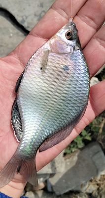 大鳍鱊高背高帆白边旁皮淡水冷水鱼吃藻原生观赏鱼特大号鳑鲏群游