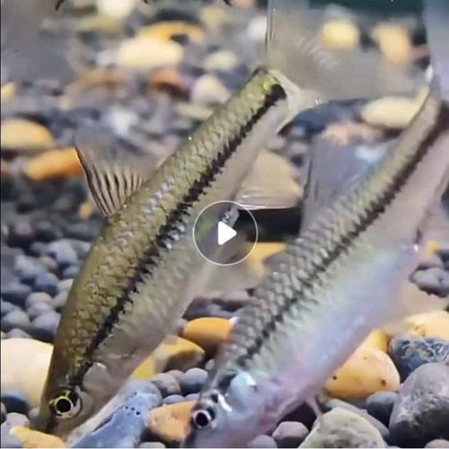 淡水麦穗鱼活鱼好养活体观赏鱼食蚊鱼冷原生鱼鳄龟乌龟龙鱼饲料鱼