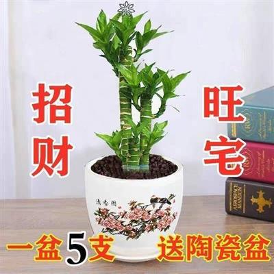 富贵竹观音竹荷花竹转运竹水培植物土培绿植客厅办公桌面花卉盆栽