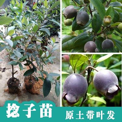 桃金娘树苗带花果捻子果苗