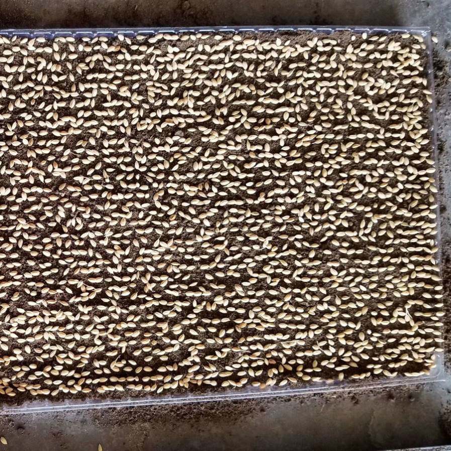 农用播种器水稻播种器机插秧播种育秧播种秧盘播种器抛秧盘播种