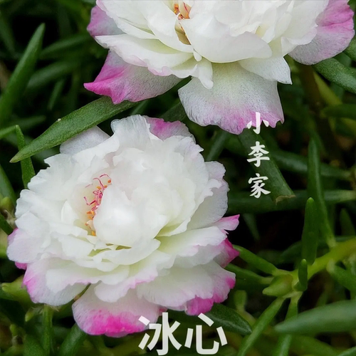 混色太阳花老桩重瓣太阳花苗大花多色太阳花老桩易活室内外观花卉