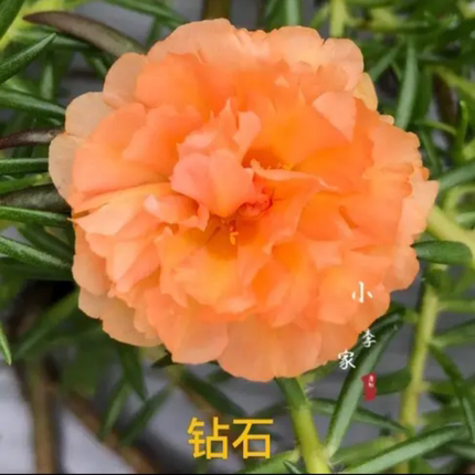 大花混色太阳花老桩多色太阳花老桩重瓣太阳花苗易活室内外观花卉