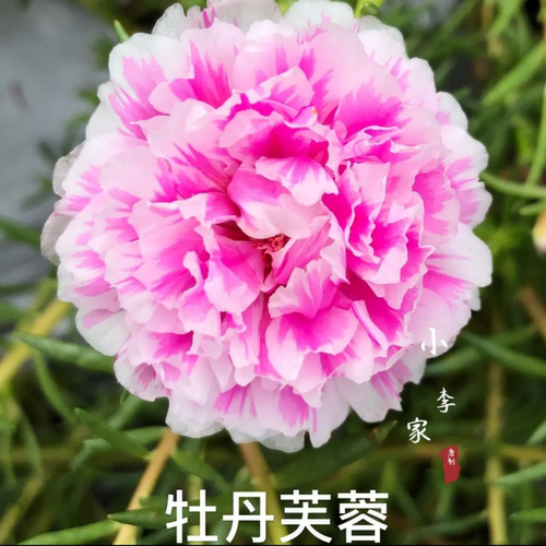 重瓣太阳花苗混色太阳花老桩多色太阳花老桩大花易活室内外观花卉